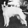 Profile picture of the animal