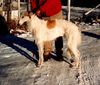 Profile picture of the animal