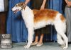 Profile picture of the animal