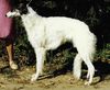 Profile picture of the animal