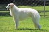 Profile picture of the animal