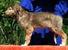 Profile picture of the animal