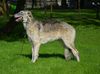 Profile picture of the animal