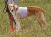 Profile picture of the animal