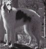 Profile picture of the animal