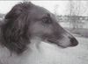 Profile picture of the animal