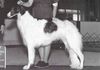 Profile picture of the animal