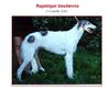 Profile picture of the animal