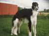 Profile picture of the animal