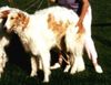 Profile picture of the animal
