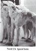 Profile picture of the animal