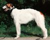 Profile picture of the animal