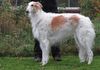 Profile picture of the animal