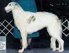 Profile picture of the animal