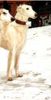 Profile picture of the animal