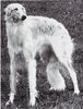 Profile picture of the animal