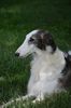 Profile picture of the animal