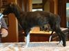 Profile picture of the animal