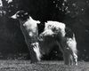 Profile picture of the animal