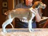 Profile picture of the animal