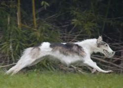 Profile picture of the animal