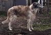 Profile picture of the animal