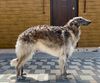 Profile picture of the animal