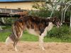 Profile picture of the animal