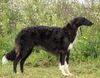 Profile picture of the animal