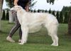 Profile picture of the animal