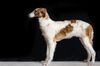 Profile picture of the animal