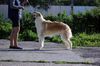Profile picture of the animal