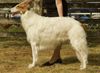 Profile picture of the animal