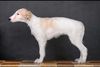 Profile picture of the animal