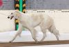 Profile picture of the animal