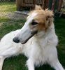 Profile picture of the animal