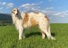 Profile picture of the animal