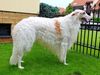 Profile picture of the animal