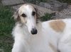 Profile picture of the animal