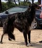 Profile picture of the animal
