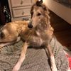 Profile picture of the animal