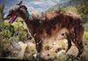 Profile picture of the animal