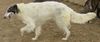 Profile picture of the animal
