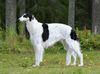 Profile picture of the animal