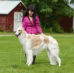 Borzoi - The Breed Archive