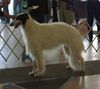 Profile picture of the animal