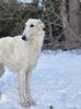 Profile picture of the animal