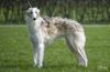 Profile picture of the animal
