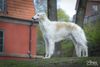 Profile picture of the animal