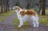 Profile picture of the animal